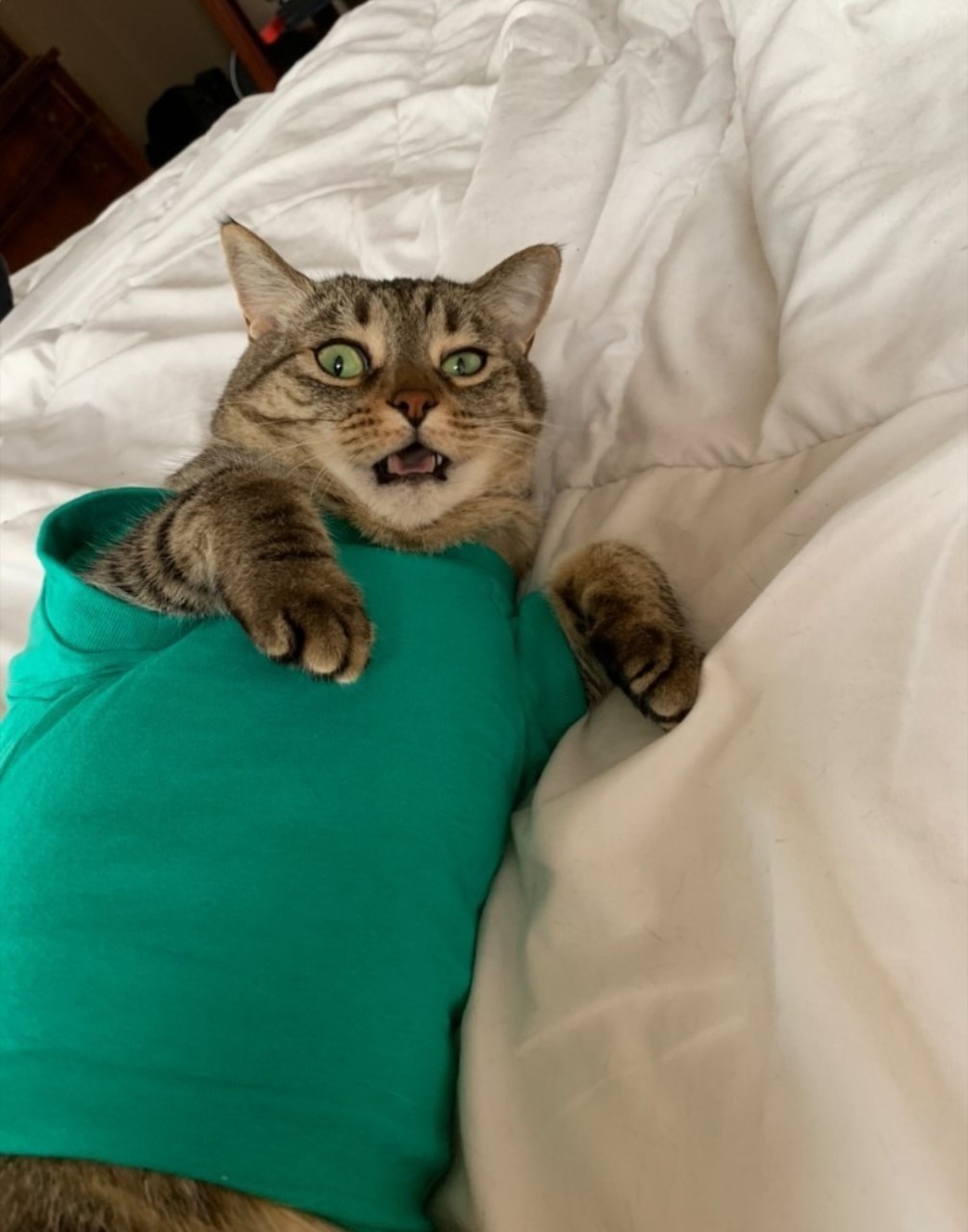 Shoot your pic, cast your vote + win for a good cause in Bham Now's #CatCloseUpChallenge 8 thumbnail Screenshot 20210217 144158 Instagram Shoot your pic, cast your vote + win for a good cause in Bham Now's #CatCloseUpChallenge