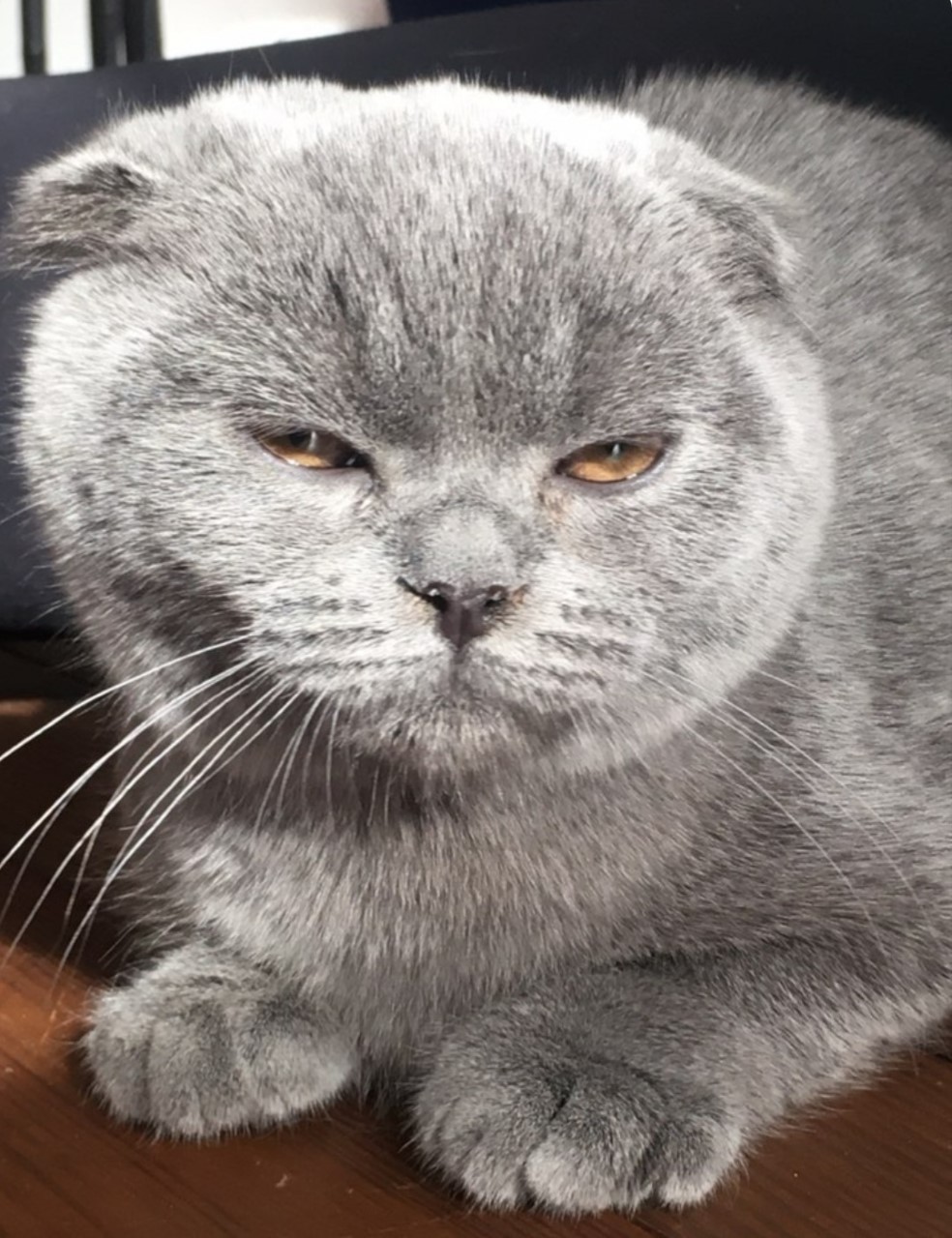 Shoot your pic, cast your vote + win for a good cause in Bham Now's #CatCloseUpChallenge 16 thumbnail Screenshot 20210217 144228 Instagram Shoot your pic, cast your vote + win for a good cause in Bham Now's #CatCloseUpChallenge