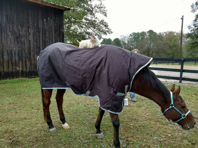 Explore these 5 horseback riding stables in Birmingham