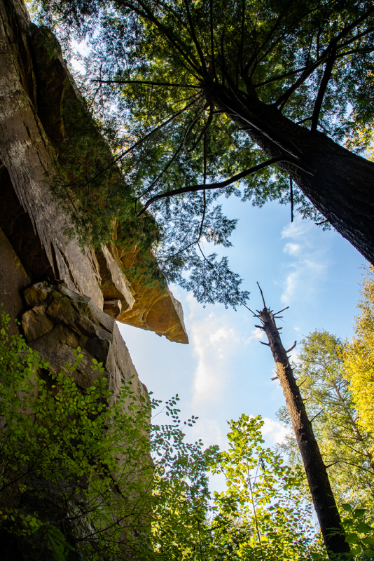 Bamabuzz Sipsey Wilderness