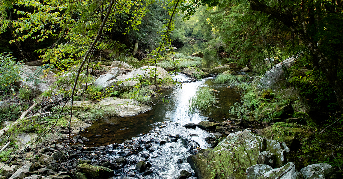 Bamabuzz Sipsey Wilderness