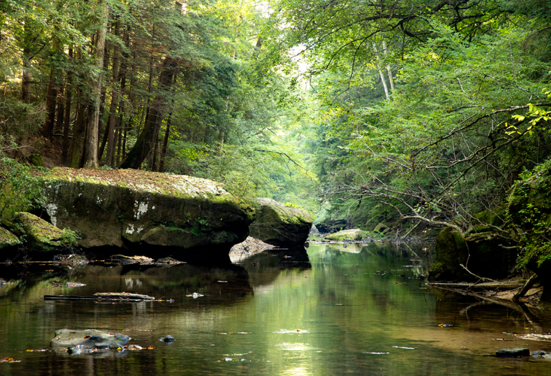 Bamabuzz Sipsey Wilderness