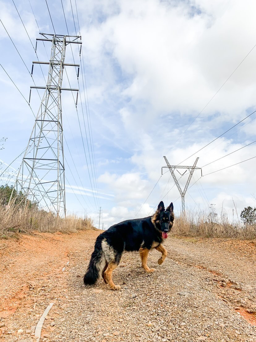9 adorable Birmingham pandemic pets that will make your heart melt 5 Kip the dog