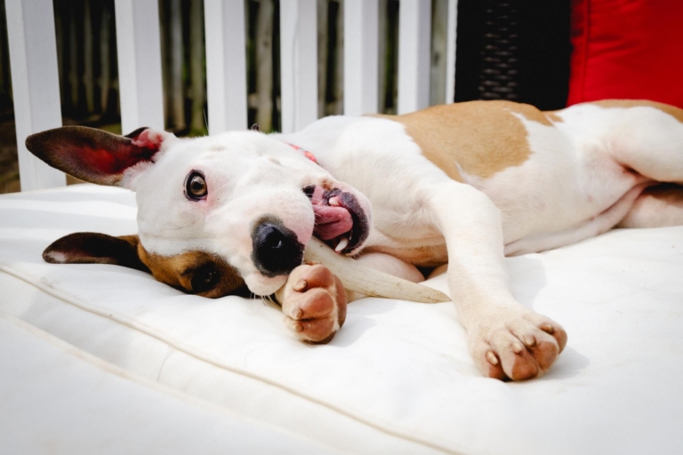 Two by Two Rescue gets a helping paw from Petco Love Two by Two Rescue gets a helping paw from Petco Love