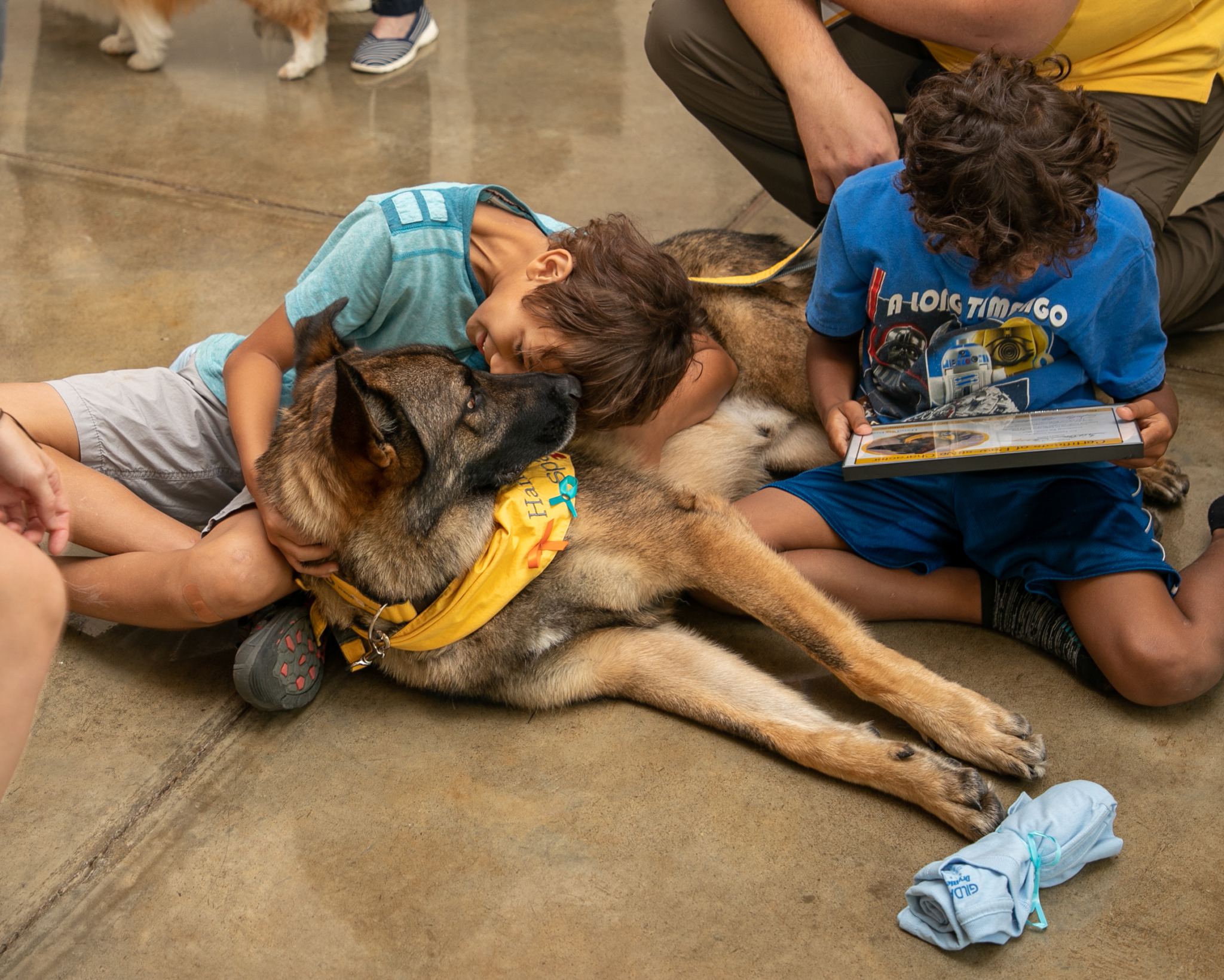 BD7A5113 Everything you should know about therapy and service dogs