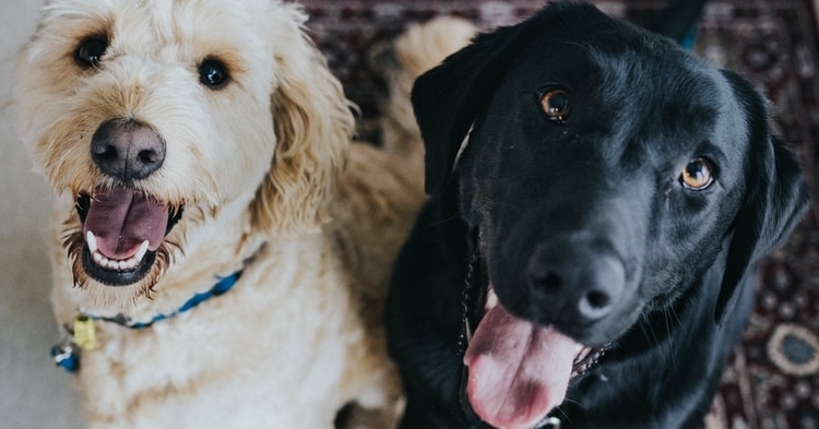 9 adorable Birmingham pandemic pets that will make your heart melt 1 two dogs sitting on maroon area rug