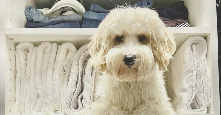 pup Stilettos, a fab 90s shirt + more: what we found in our Birmingham-area closets