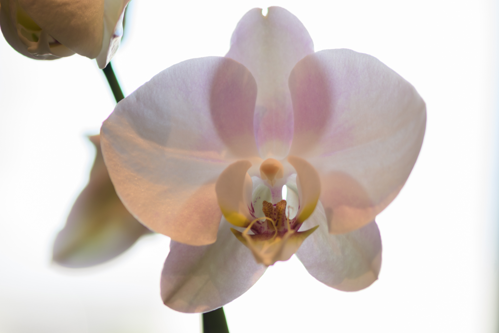 DorothyMcDaniel 20210413 103022 [PHOTOS] Flower power: 7 shops to get your next orchids