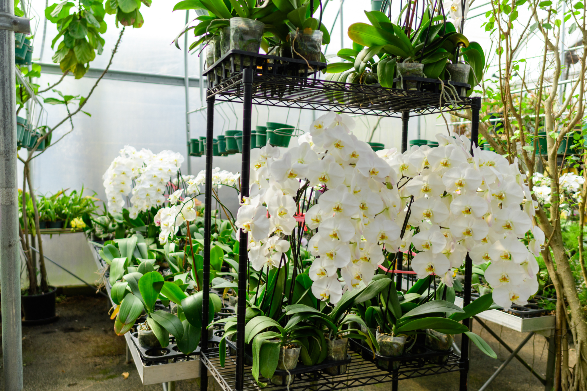 orchids uncut flowers