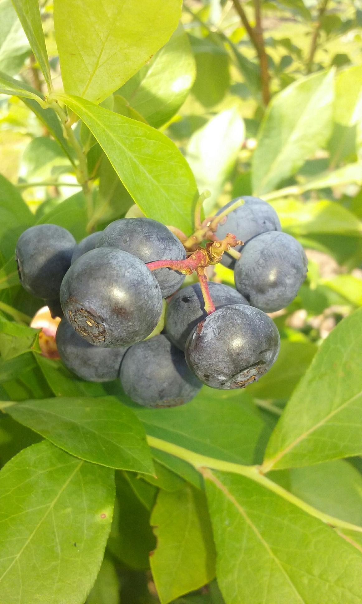 Find fresh blueberries this summer at these 4 u-pick farms close to Birmingham 5 holmestead, u-pick blueberry farms