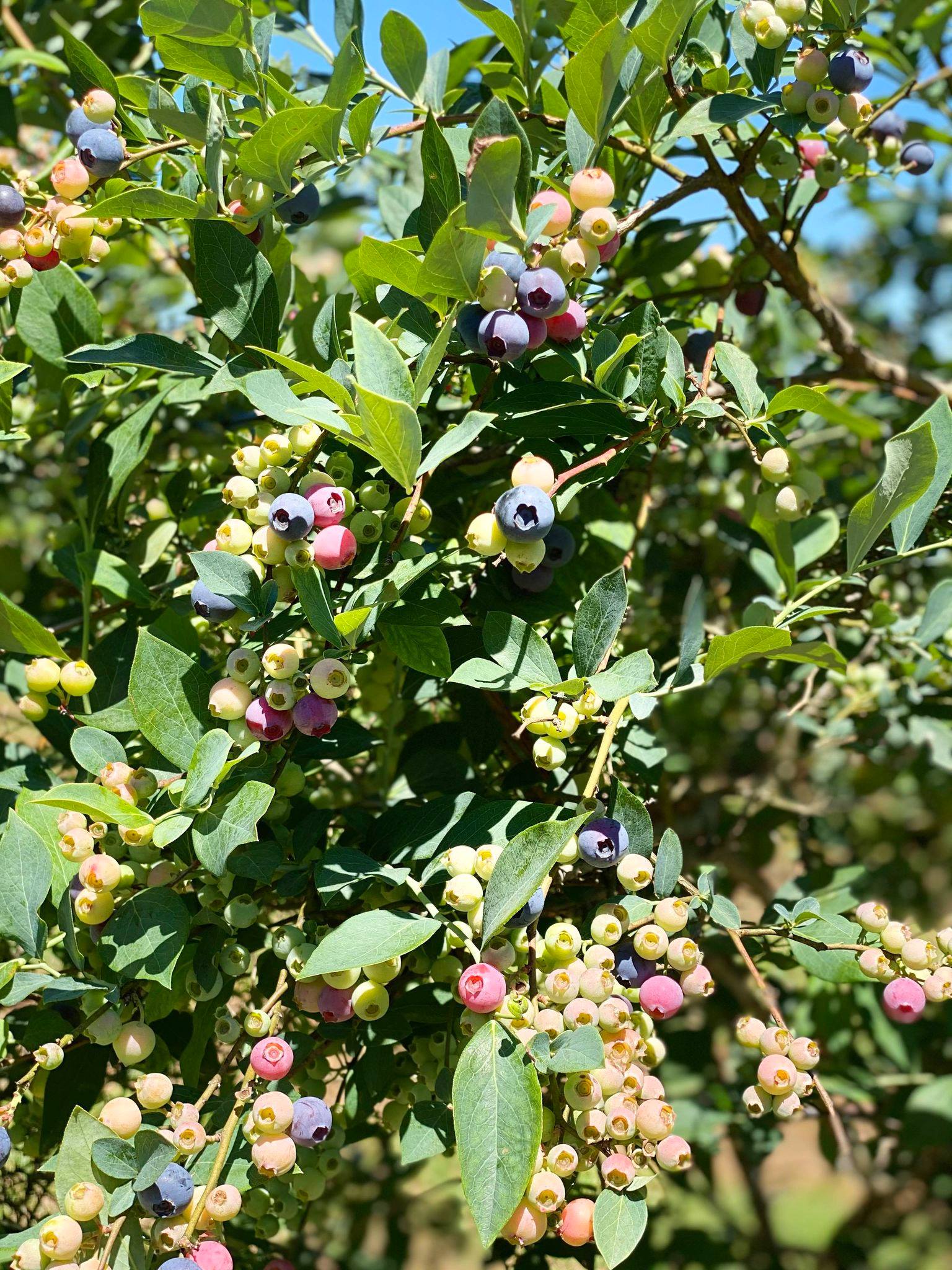 Find fresh blueberries this summer at these 4 u-pick farms close to Birmingham 4 wadsworth , u-pick blueberry farms