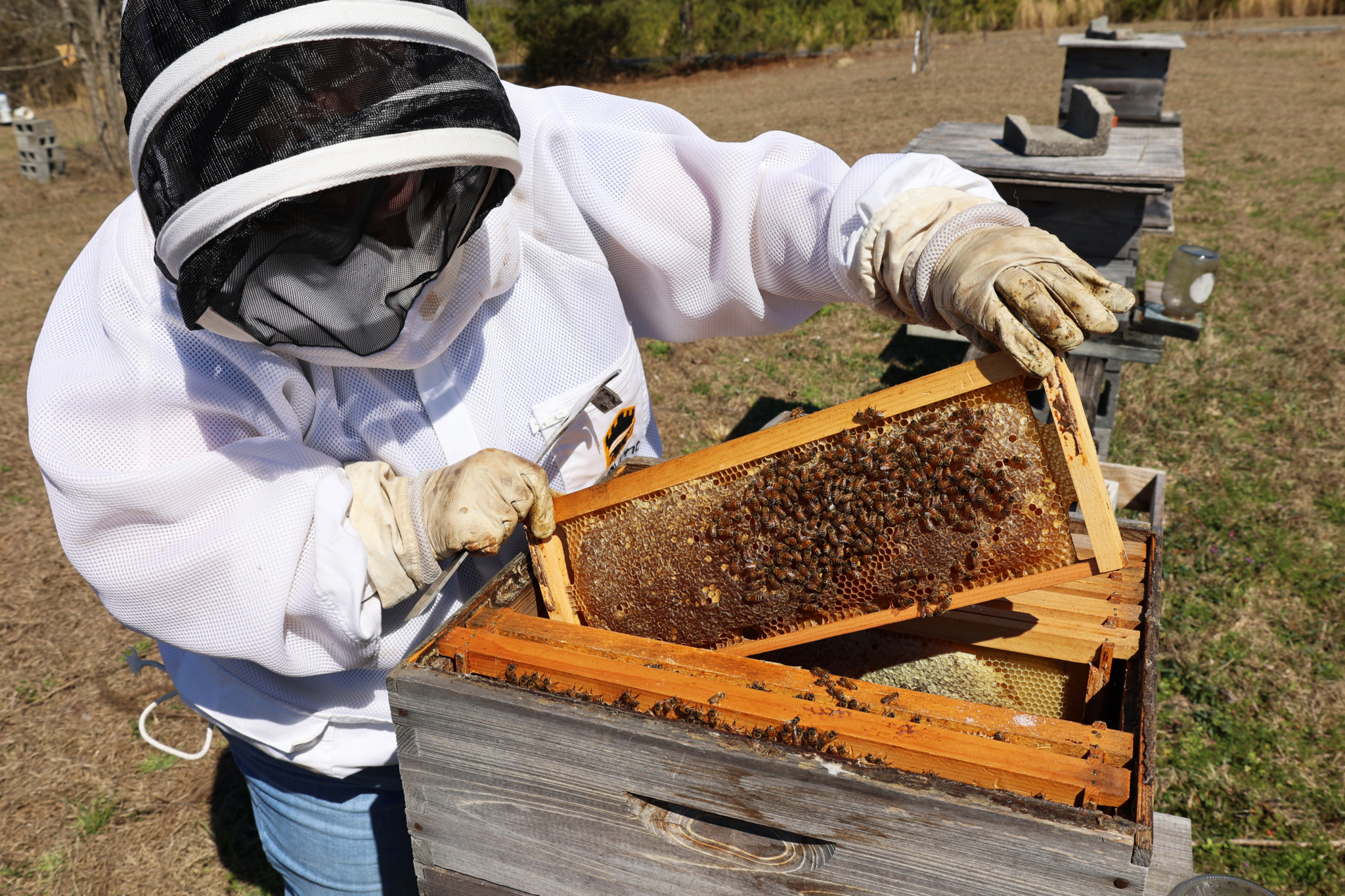 aces beekeeping