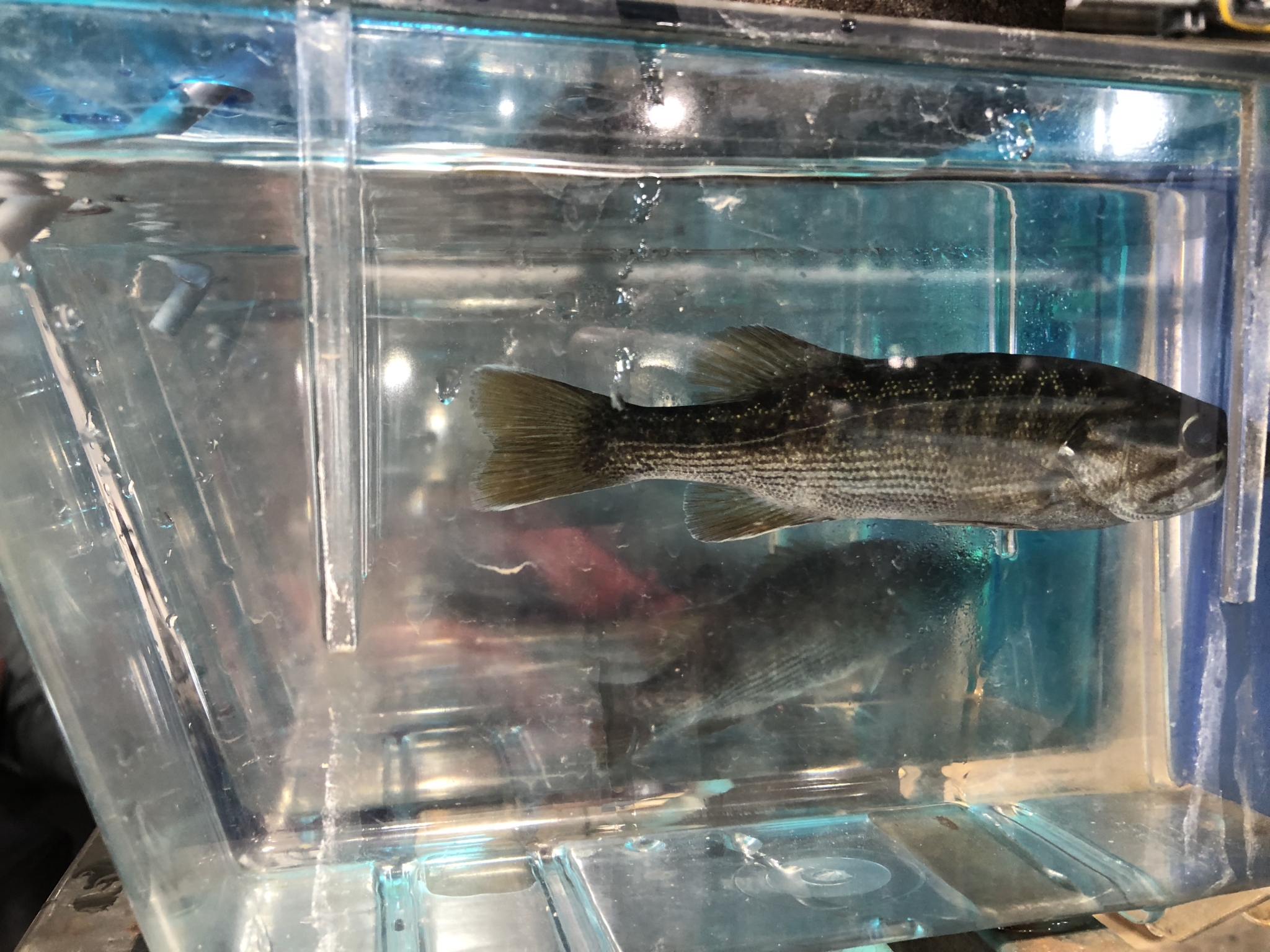Race to save Alabama’s mussels and snails, some of the rarest creatures on Earth 9 Spotted bass condos