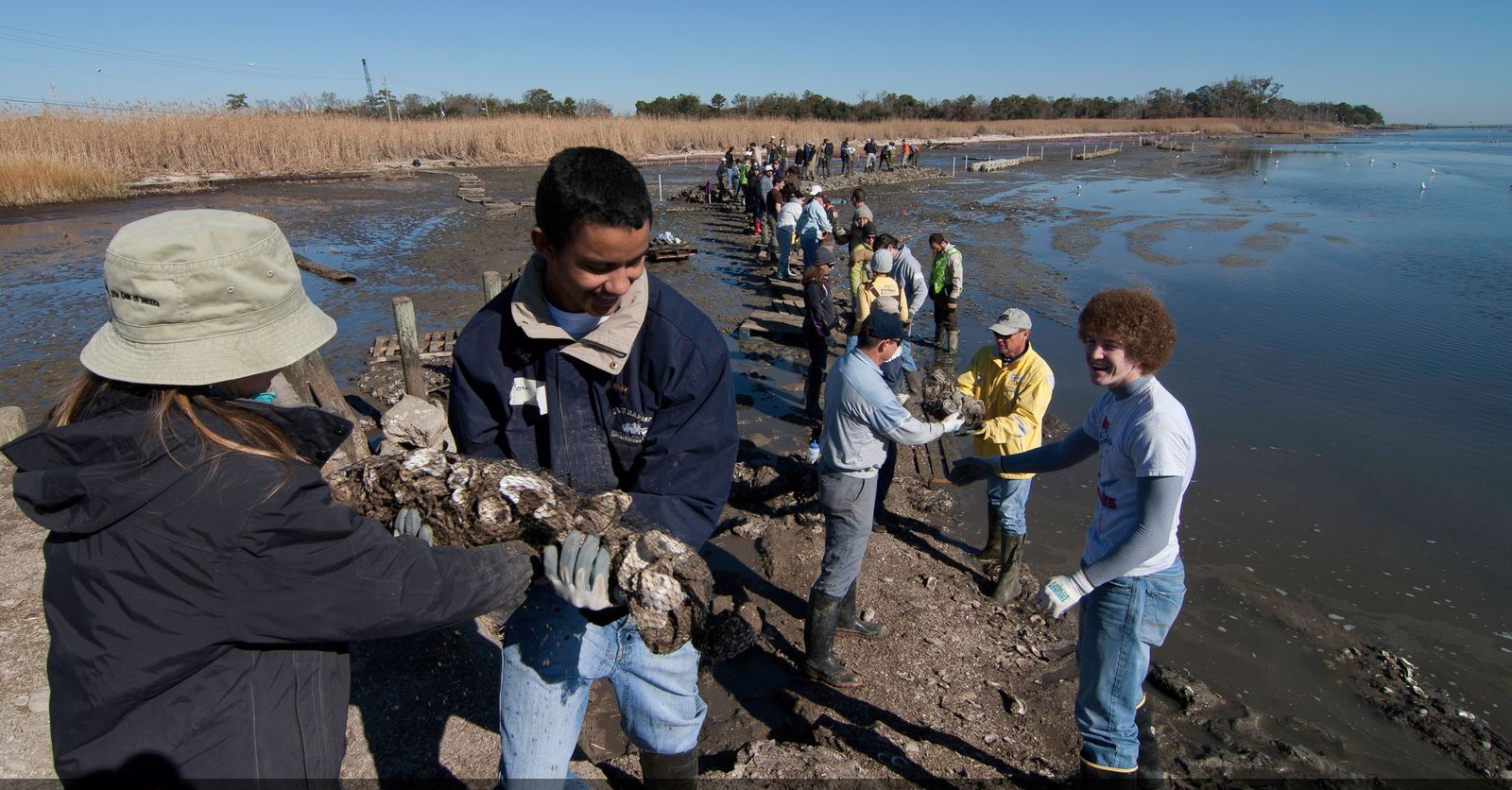 Nature Conservancy Oysters