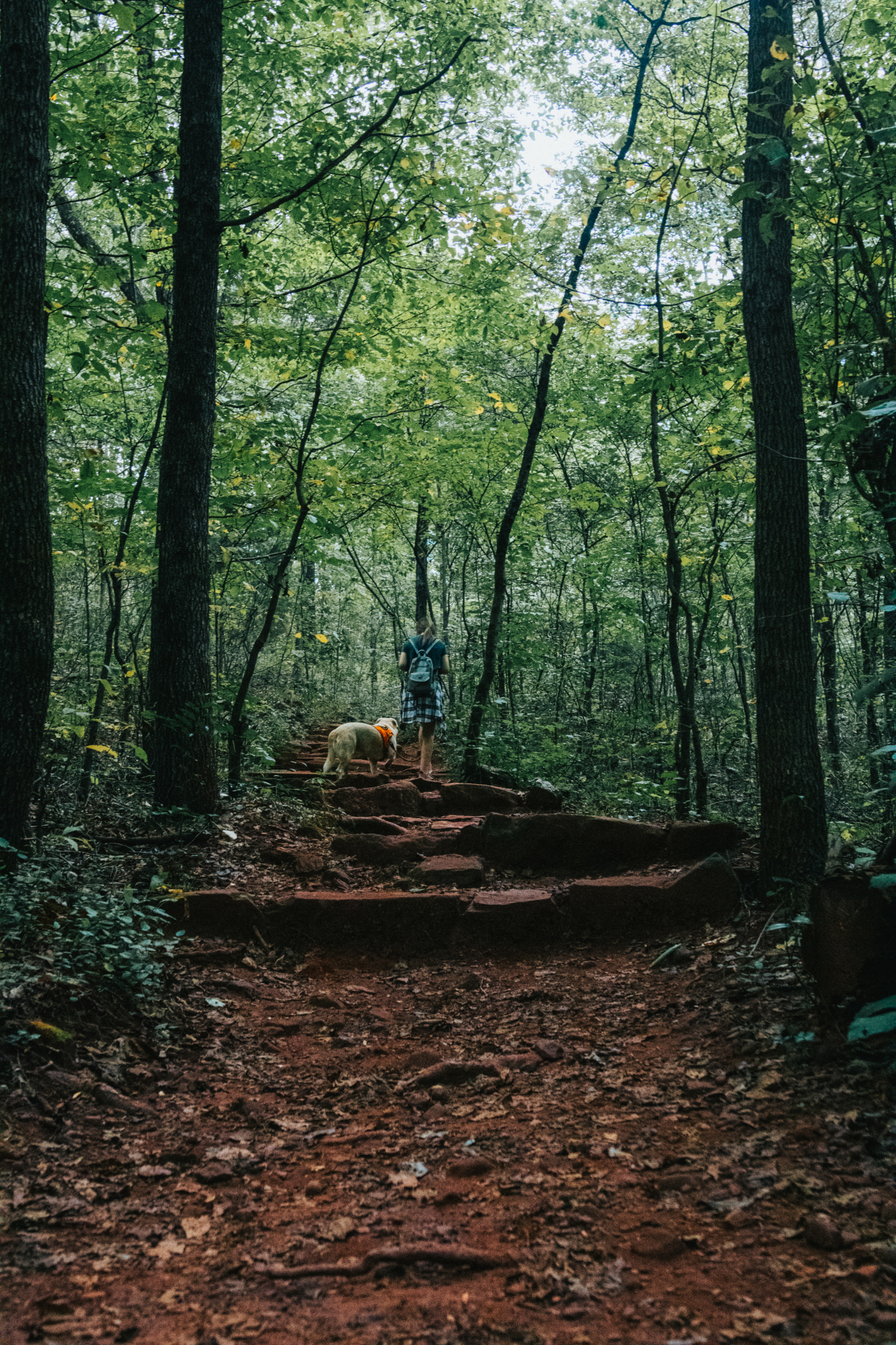 Ruffner Mountain 2020 8 scaled 5 Birmingham hiking trails you need to check out today for spectacular views, wildlife + more