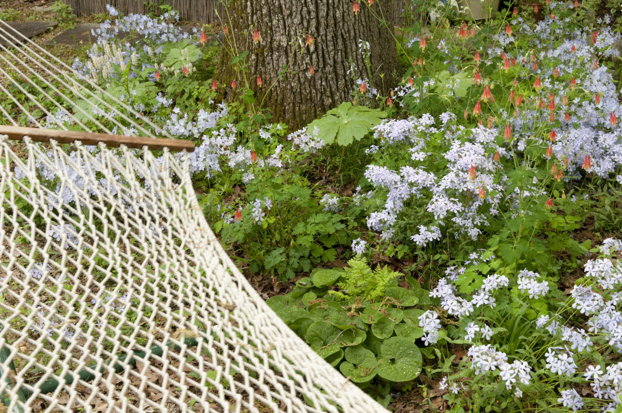 7 ways to replace your lawn in Birmingham with something more beautiful 2 Spring Ephemerals and a Hammock, replace lawn