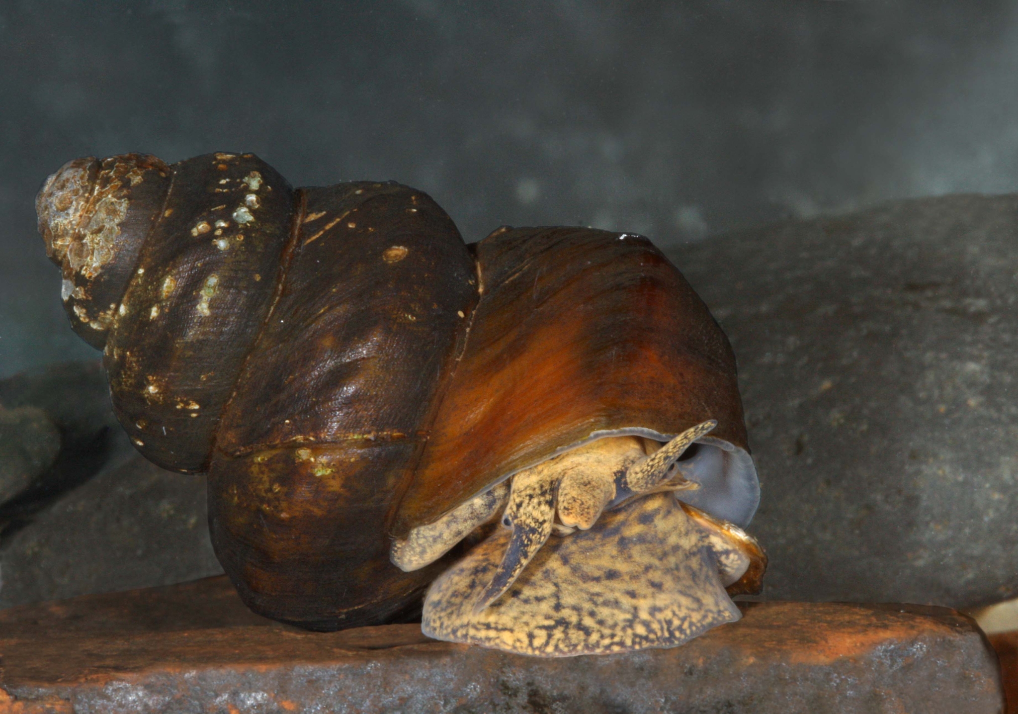 Race to save Alabama’s mussels and snails, some of the rarest creatures on Earth Race to save Alabama’s mussels and snails, some of the rarest creatures on Earth