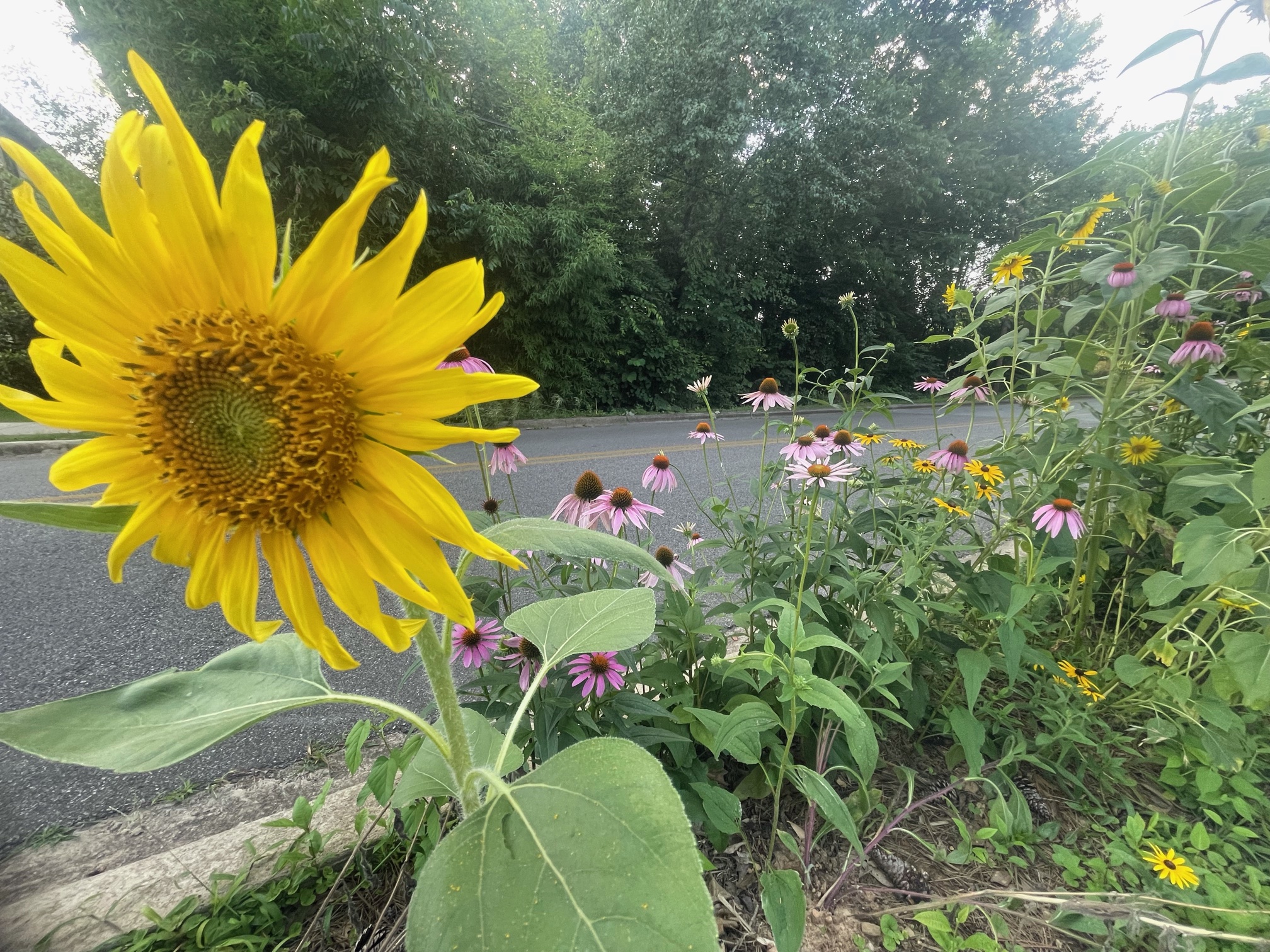 sunflowers and coneflowers