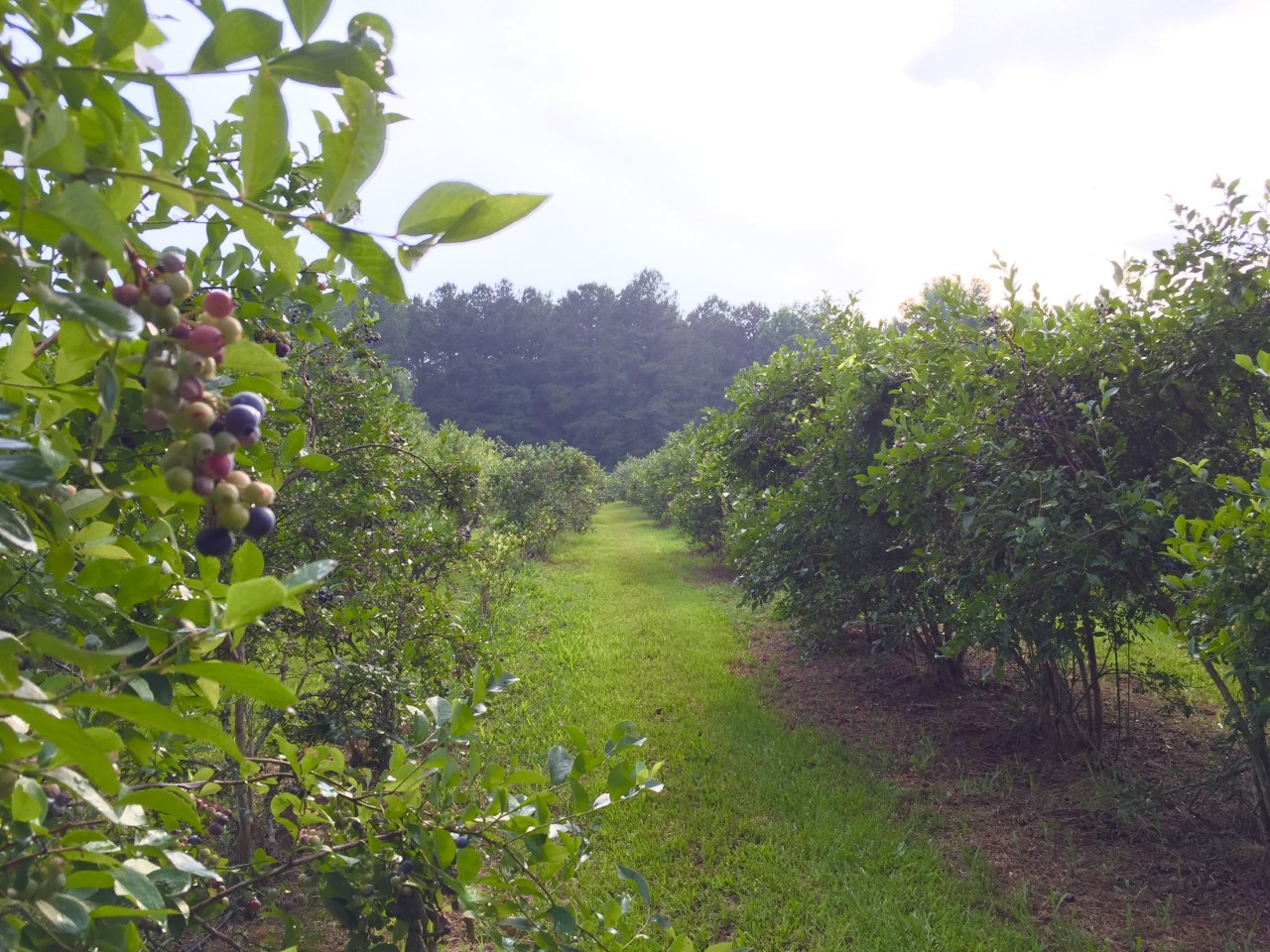 Find fresh blueberries this summer at these 4 u-pick farms close to Birmingham 2 lyons blueberry, u-pick blueberry farms