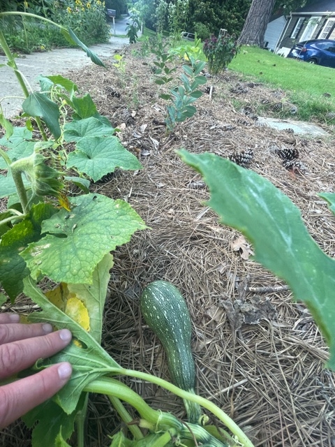 zucchini along a garden border