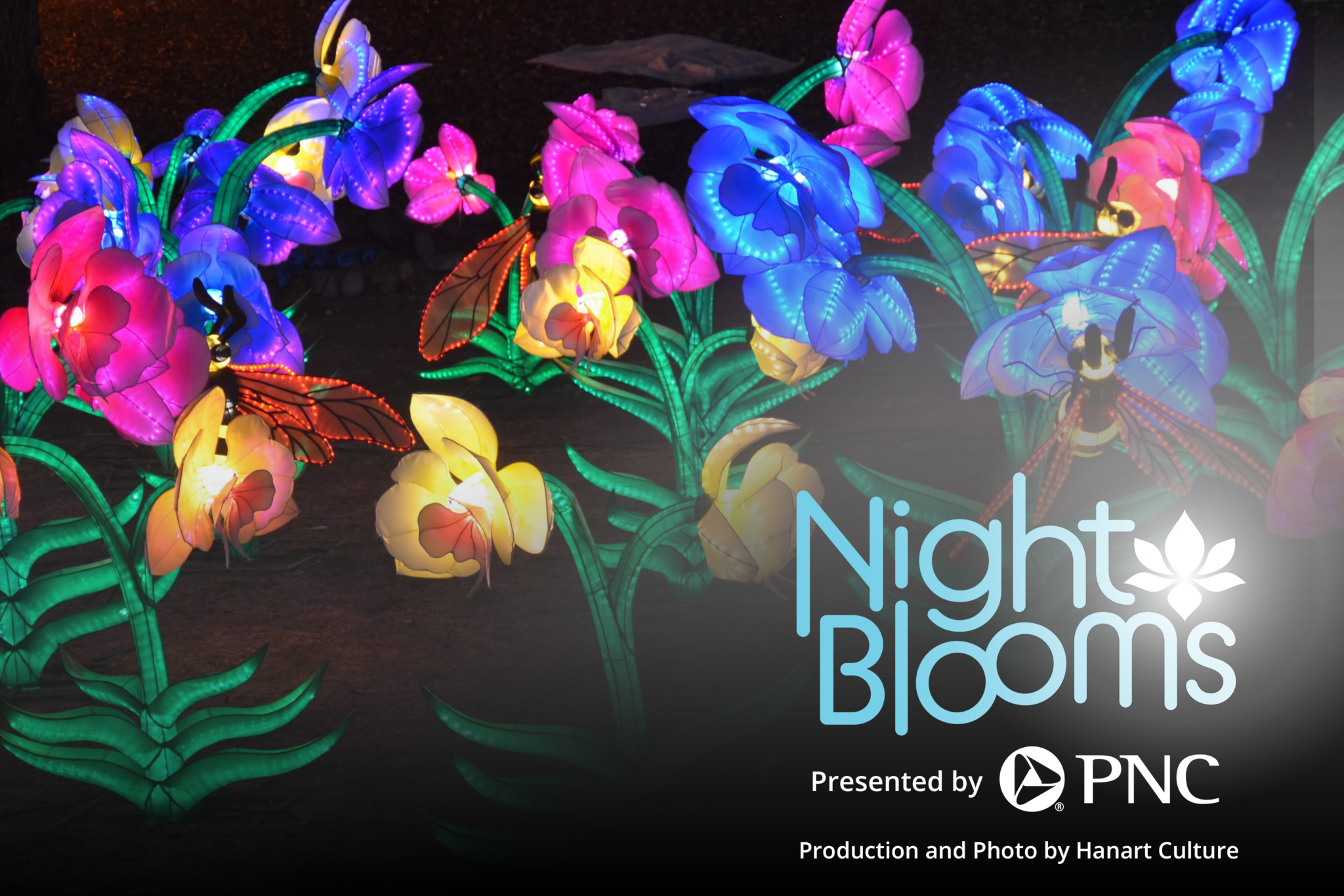 Night Blooms orchids