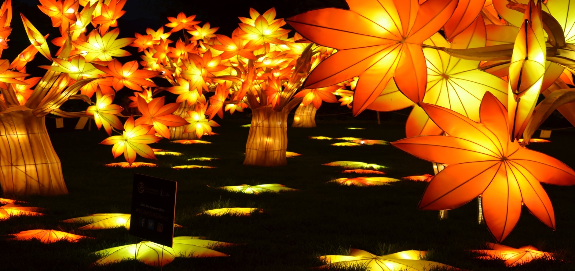 maple tree lanterns
