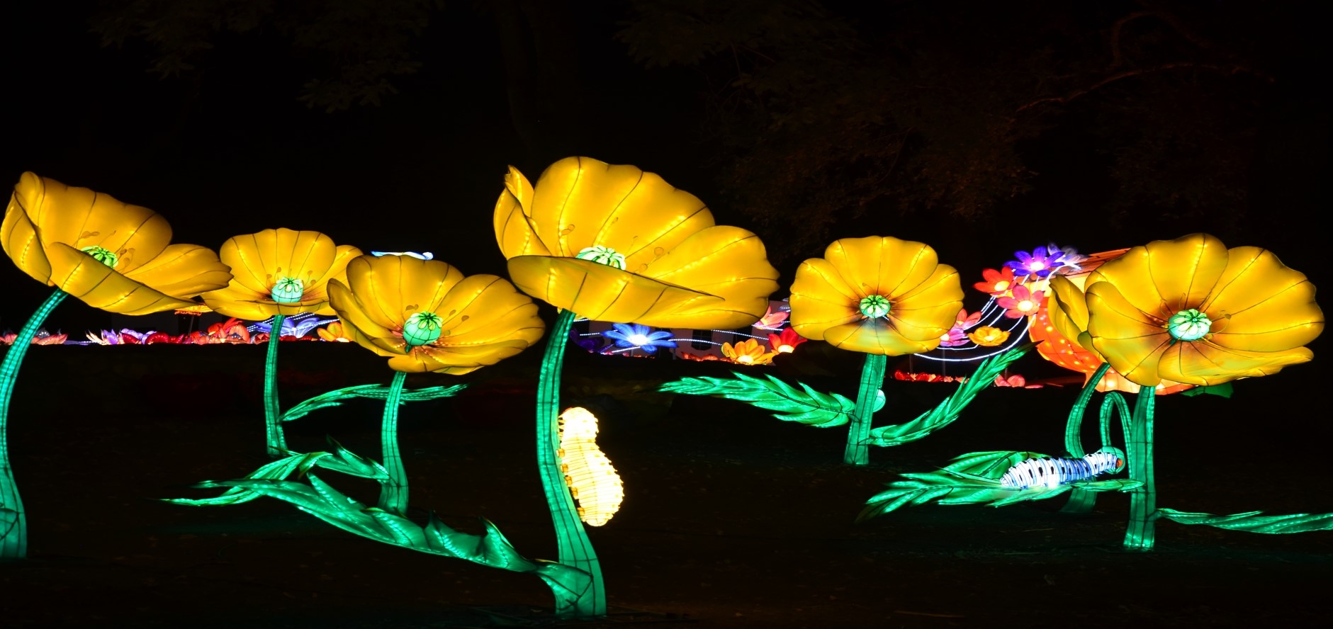 Night Blooms at Huntsville Botanical Gardens lights the way