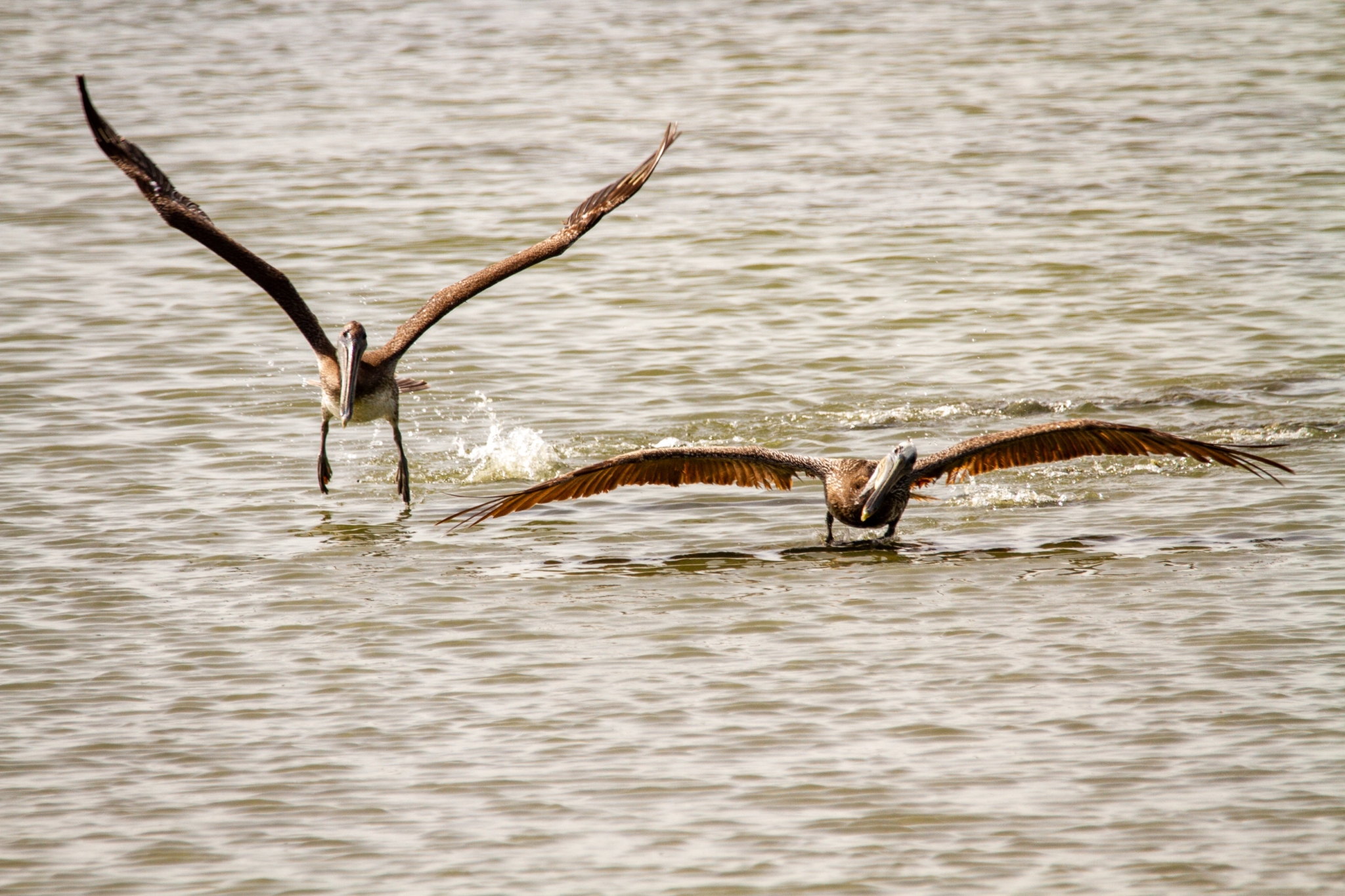 pelicans playing in ocean 