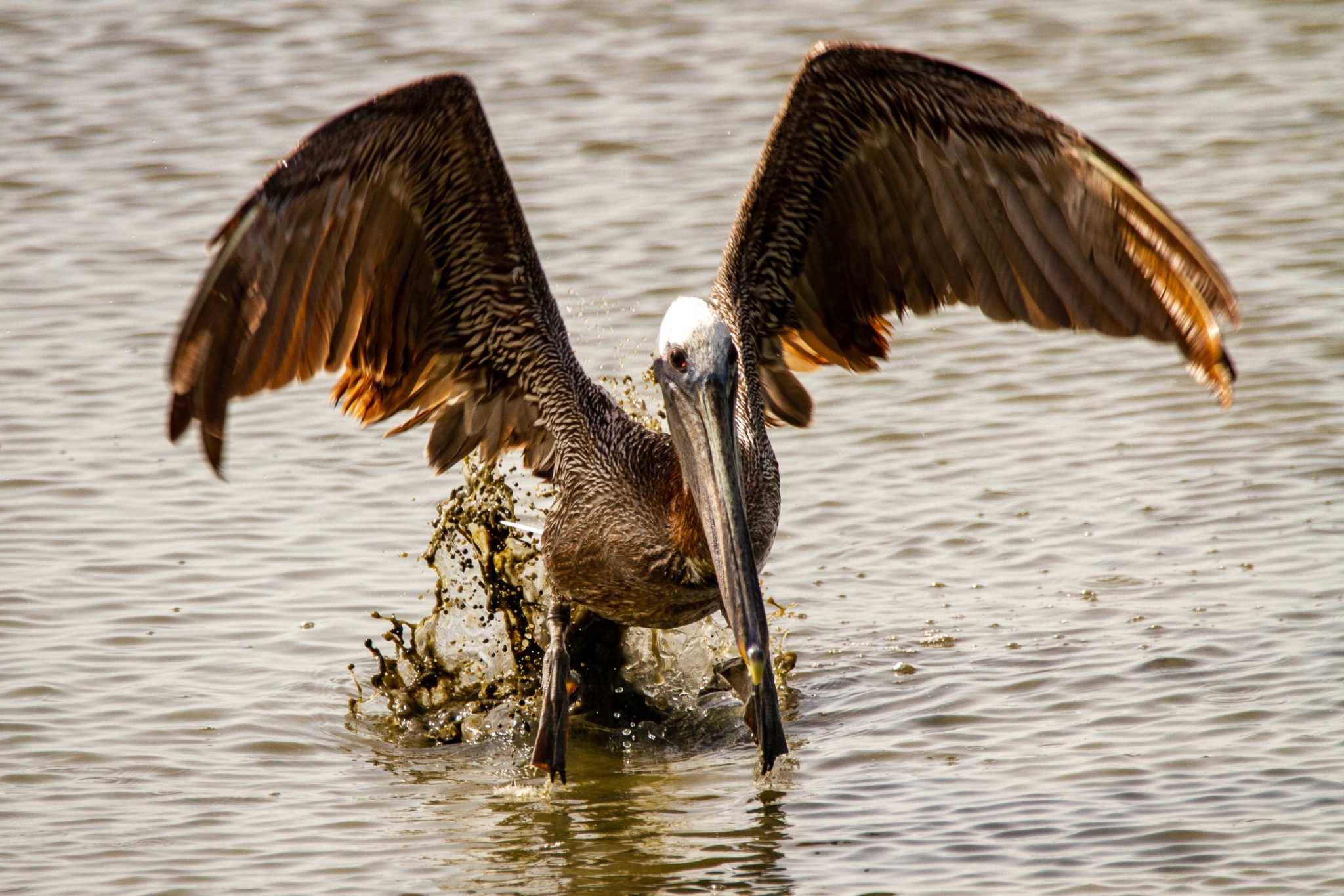 pelican with wings raised landing in the ocean