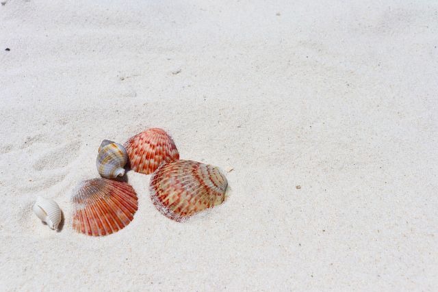 Top spots for a seashell treasure hunt on the Gulf Coast Top spots for a seashell treasure hunt on the Gulf Coast
