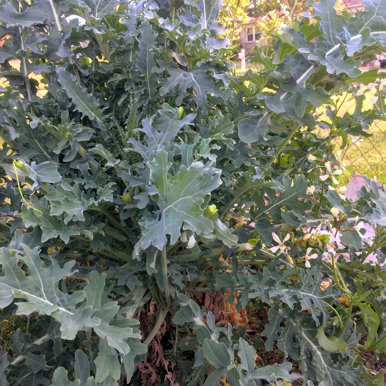 kale, fall garden