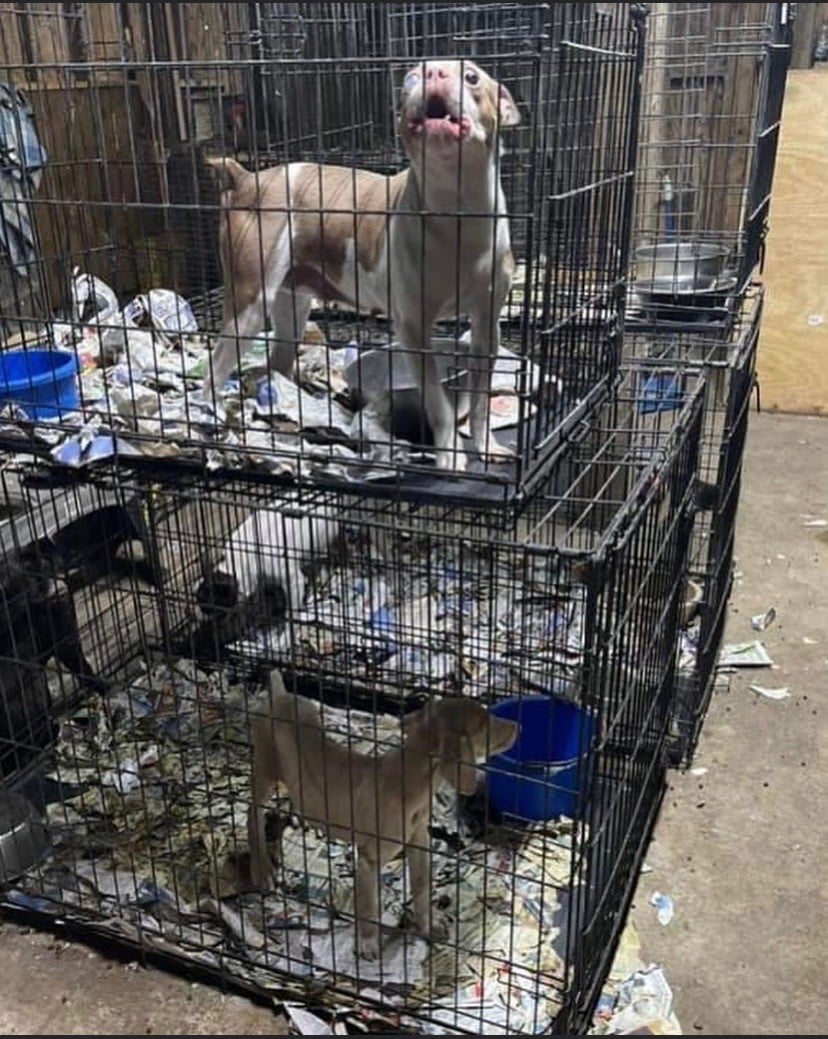 Puppy cages stacked on top of each other with dirty newspaper as padding