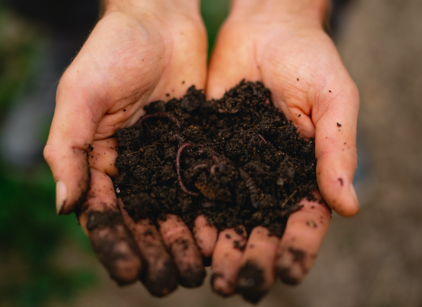 Healthy soil makes for a happy planet. Photo provided by Field Culture Compost
