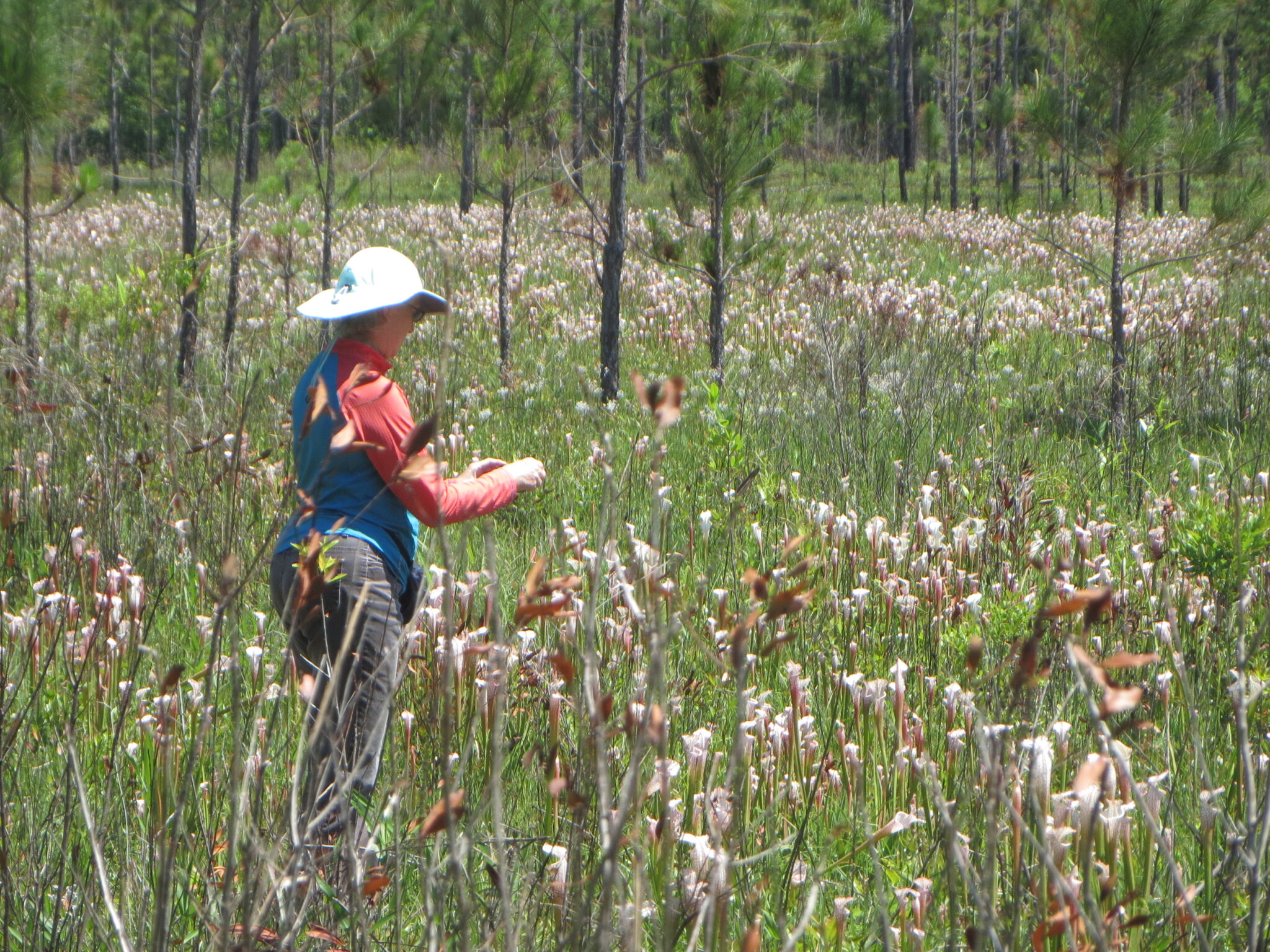 Trails, Parks and Native Plants - Ways to save the Earth in Alabama this Fall 2021 —Part 2 3 Splinter Hill Bog