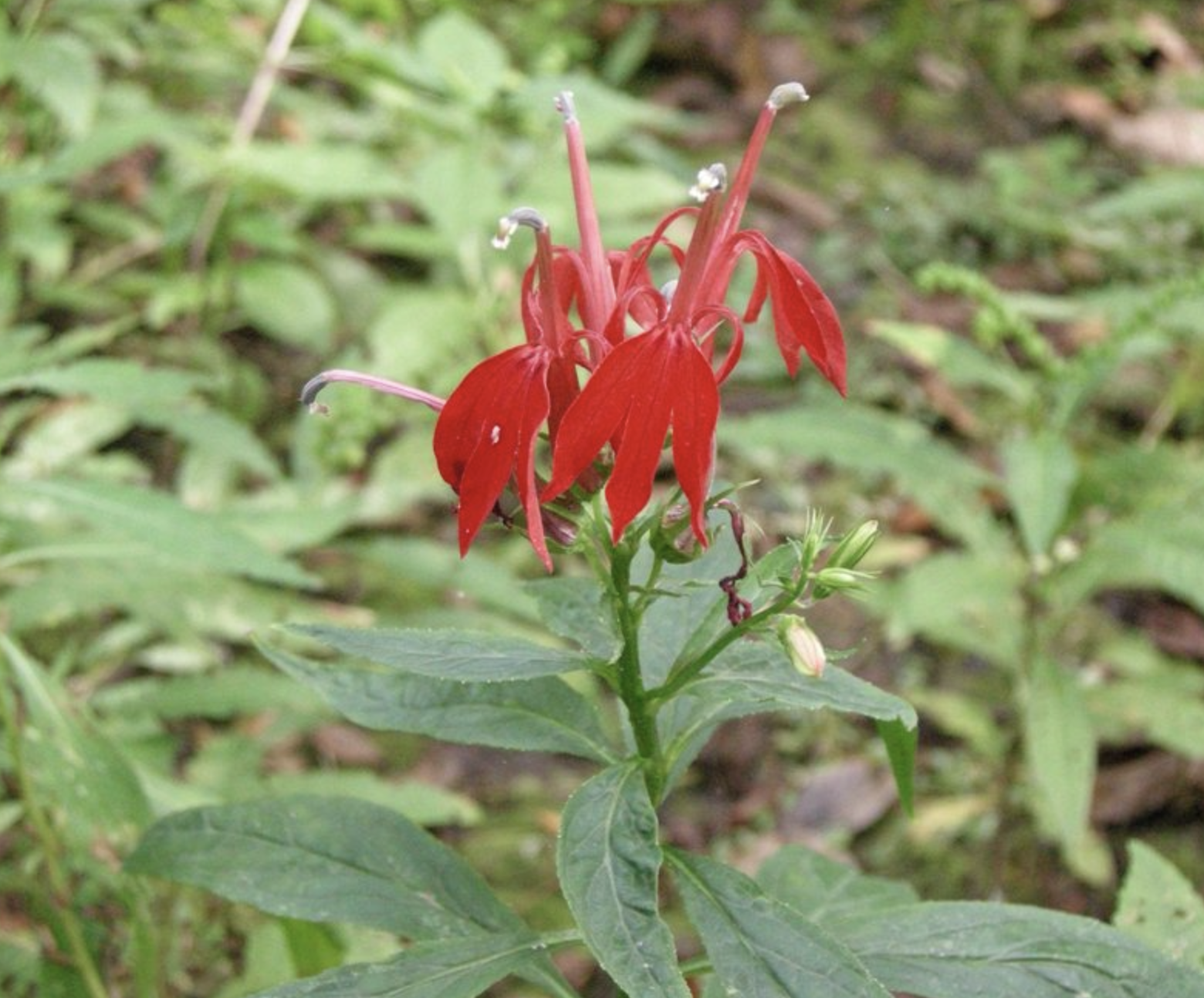 Native Cardinal Flower