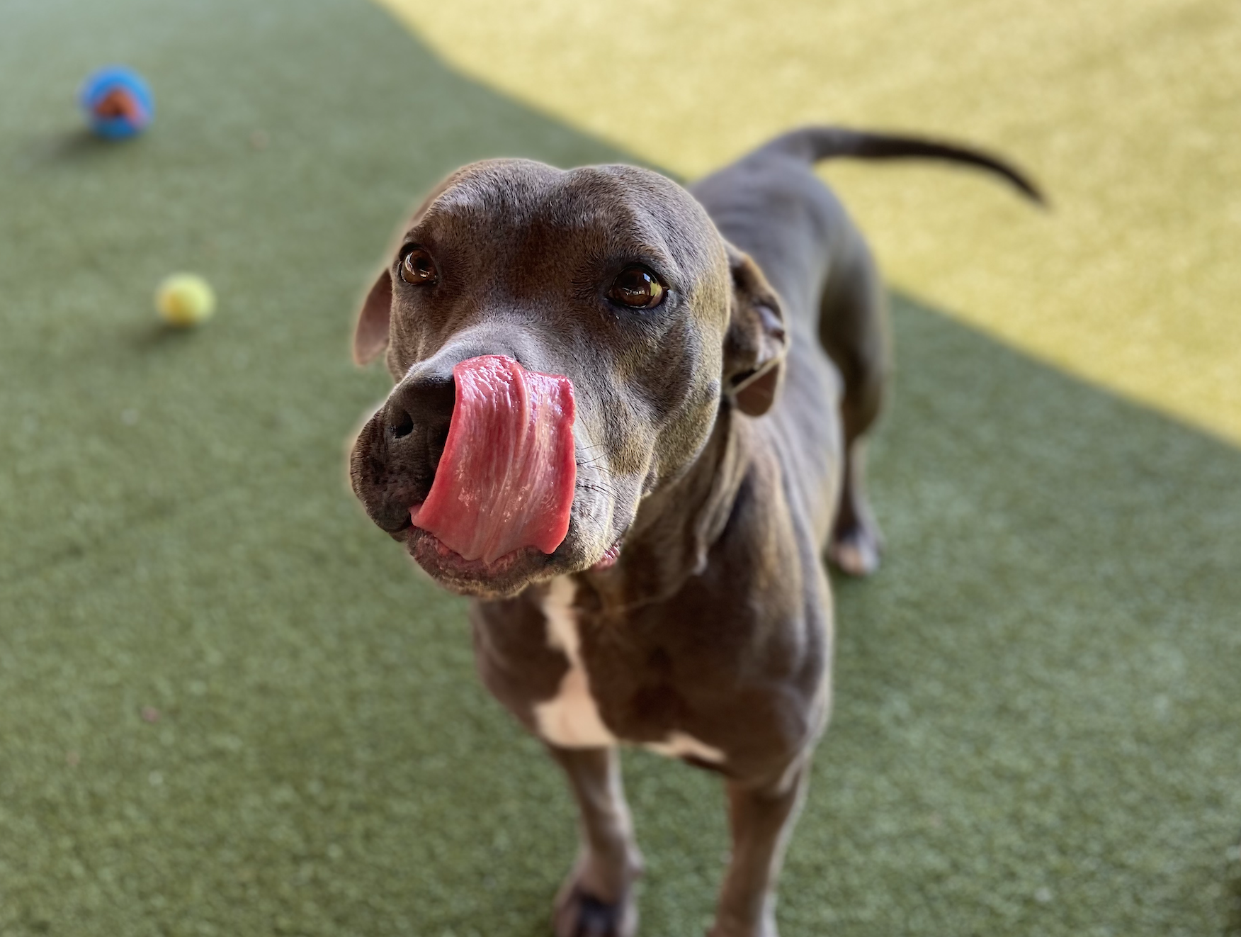 15 adoptable dogs in Birmingham that need homes now 15 adoptable dogs in Birmingham that need homes now