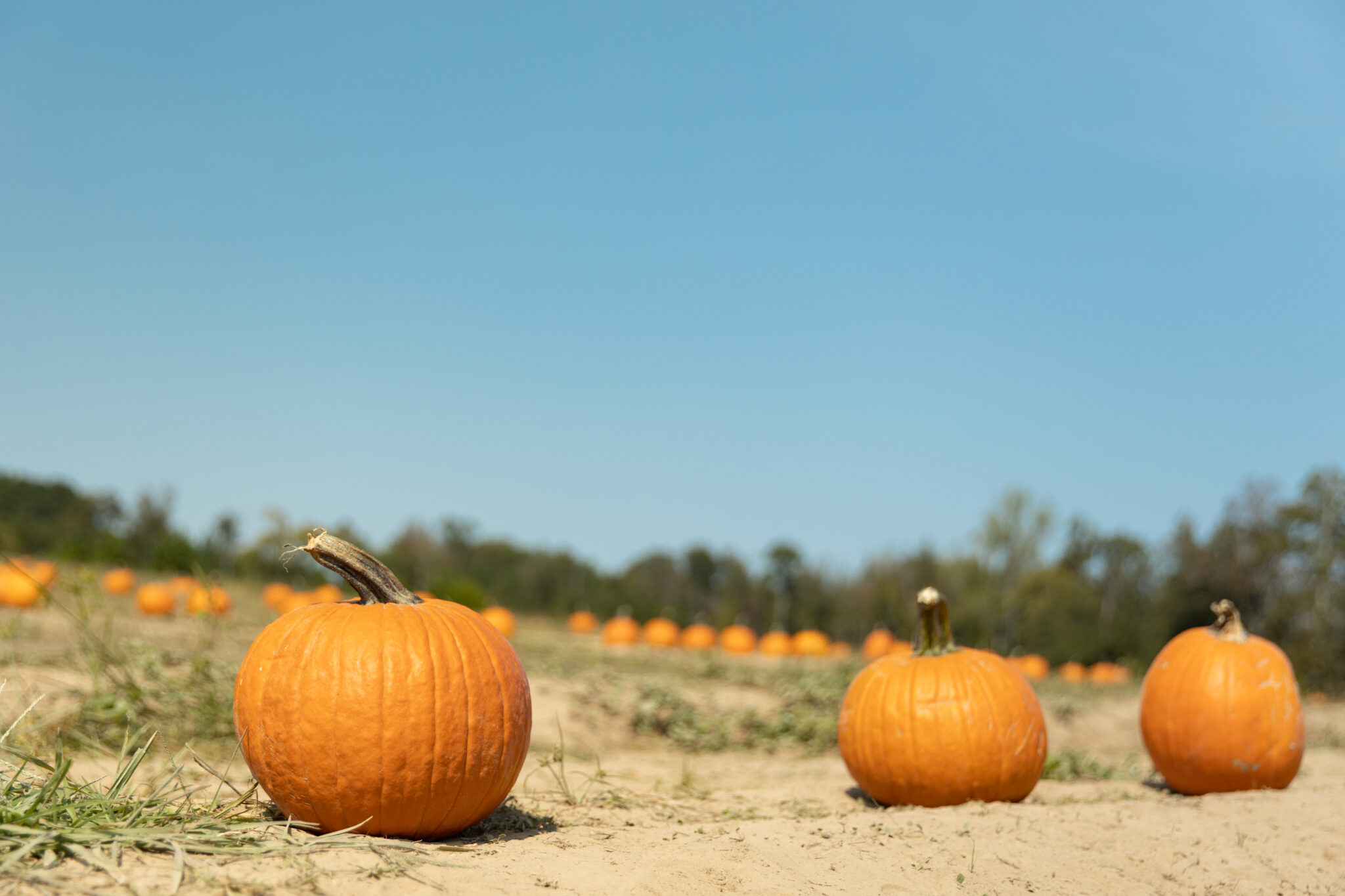 5 pumpkin patches to visit NOW near Birmingham 5 The Great Pumpkin Patch, Hayden