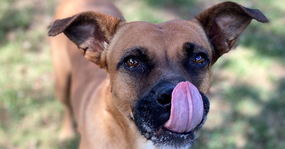 UPDATE: GBHS delays dog adoptions after plans to resume normal activities since outbreak UPDATE: GBHS delays dog adoptions after plans to resume normal activities since outbreak