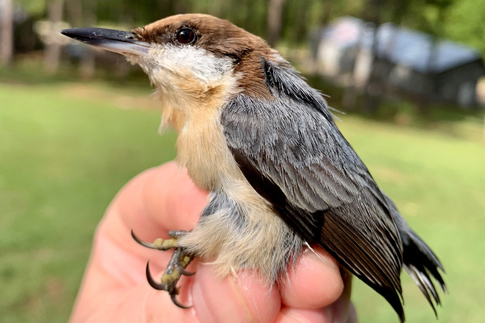 2021 WehleBirdBanding BRHE DanWatson2 scaled e1636748627675 ONLINE: Winter Audubon Talk—Alabama’s Birdlife and the Climate Crisis: Changes, Challenges, and Choices