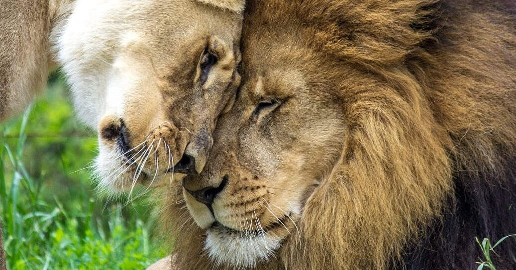 Kwanza, beloved Birmingham African Lion dies after bout with cancer