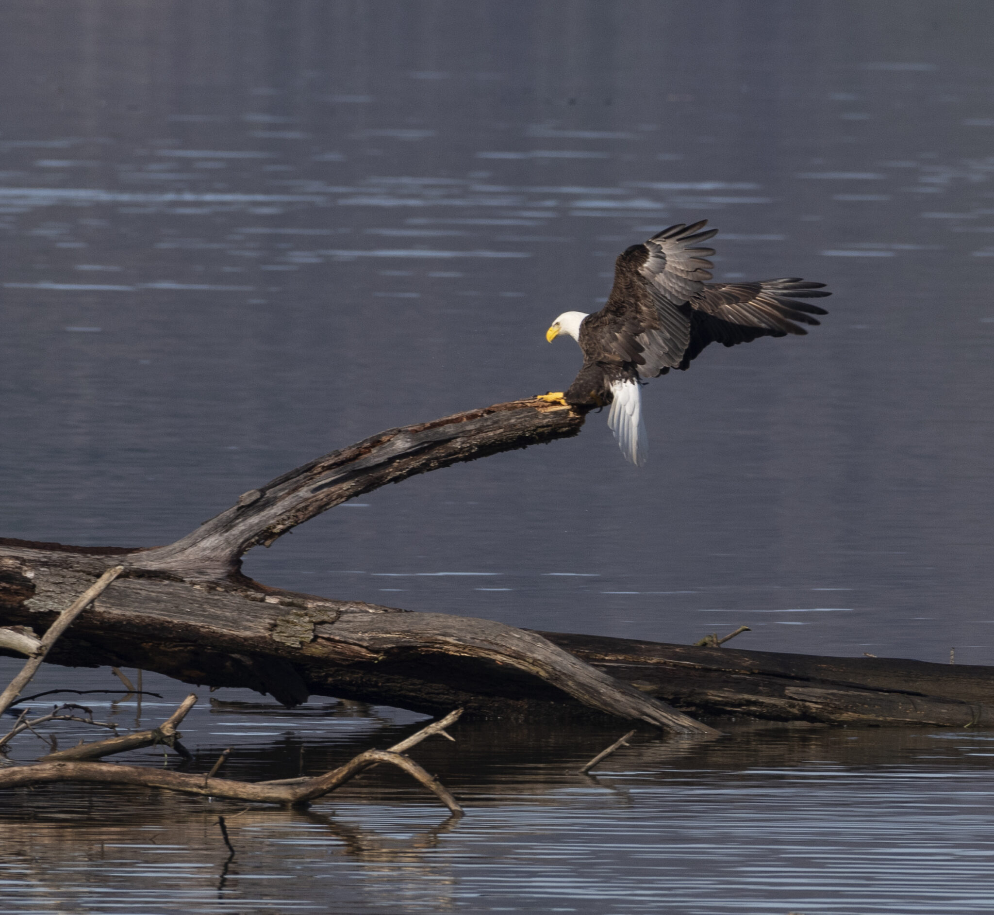 Eagle Awareness Weekend at Lake Guntersville State Park starts Jan 21—get your tickets now 3 eagle awareness
