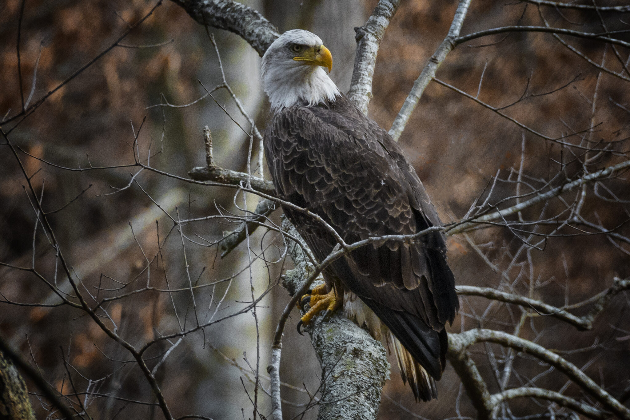 Eagle Awareness Weekend at Lake Guntersville State Park starts Jan 21—get your tickets now 2 bald eagle