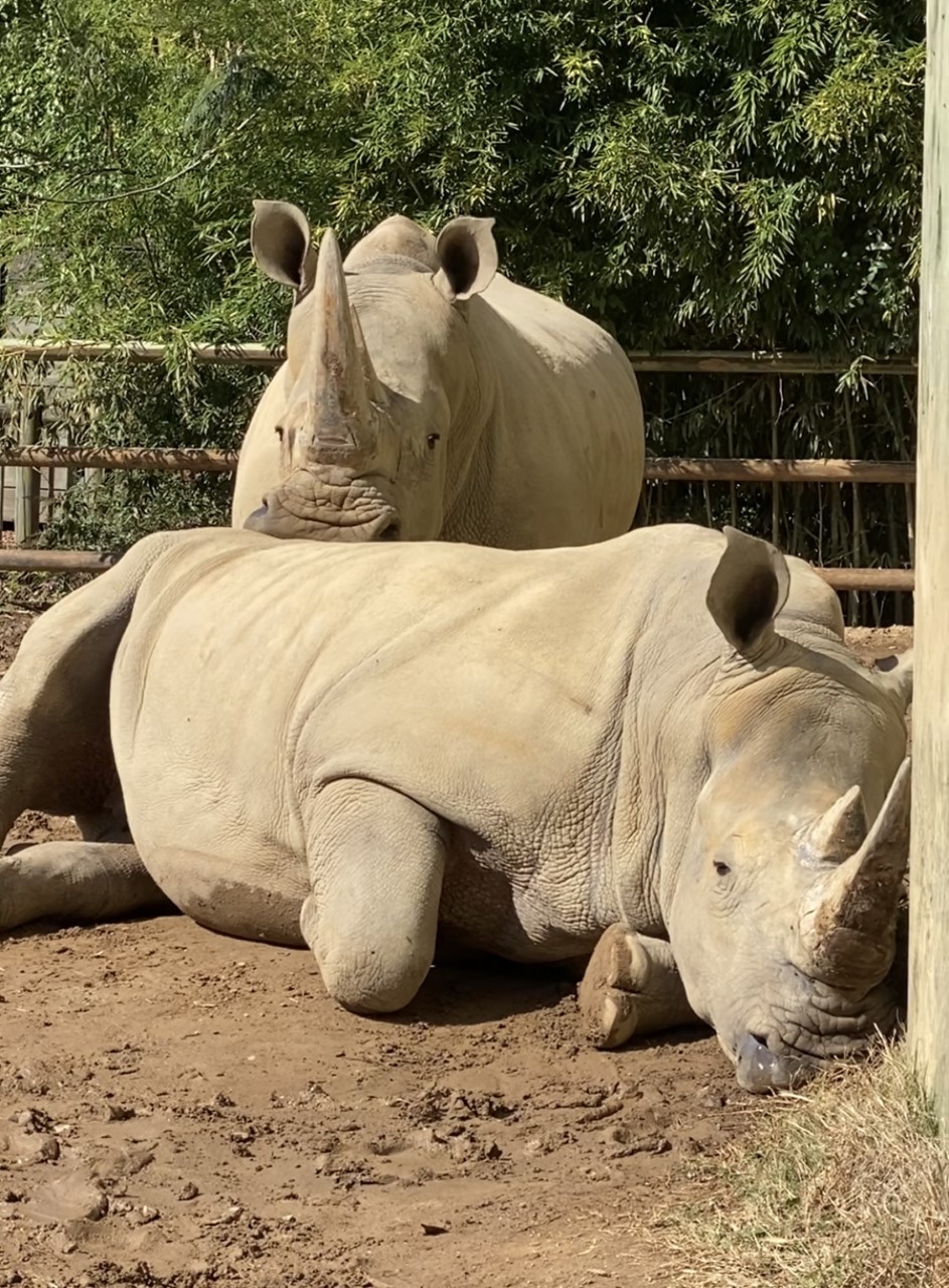 Laptop and Ajabu 1 Adored white rhinos at Birmingham Zoo find a new home