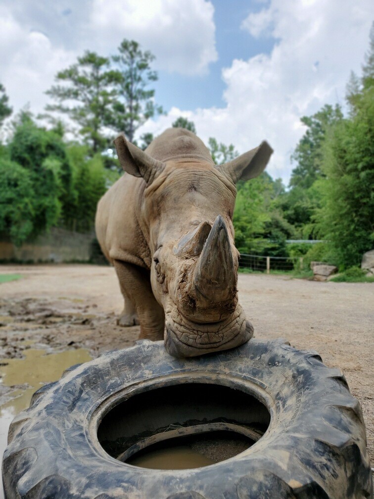 Max 2 Adored white rhinos at Birmingham Zoo find a new home