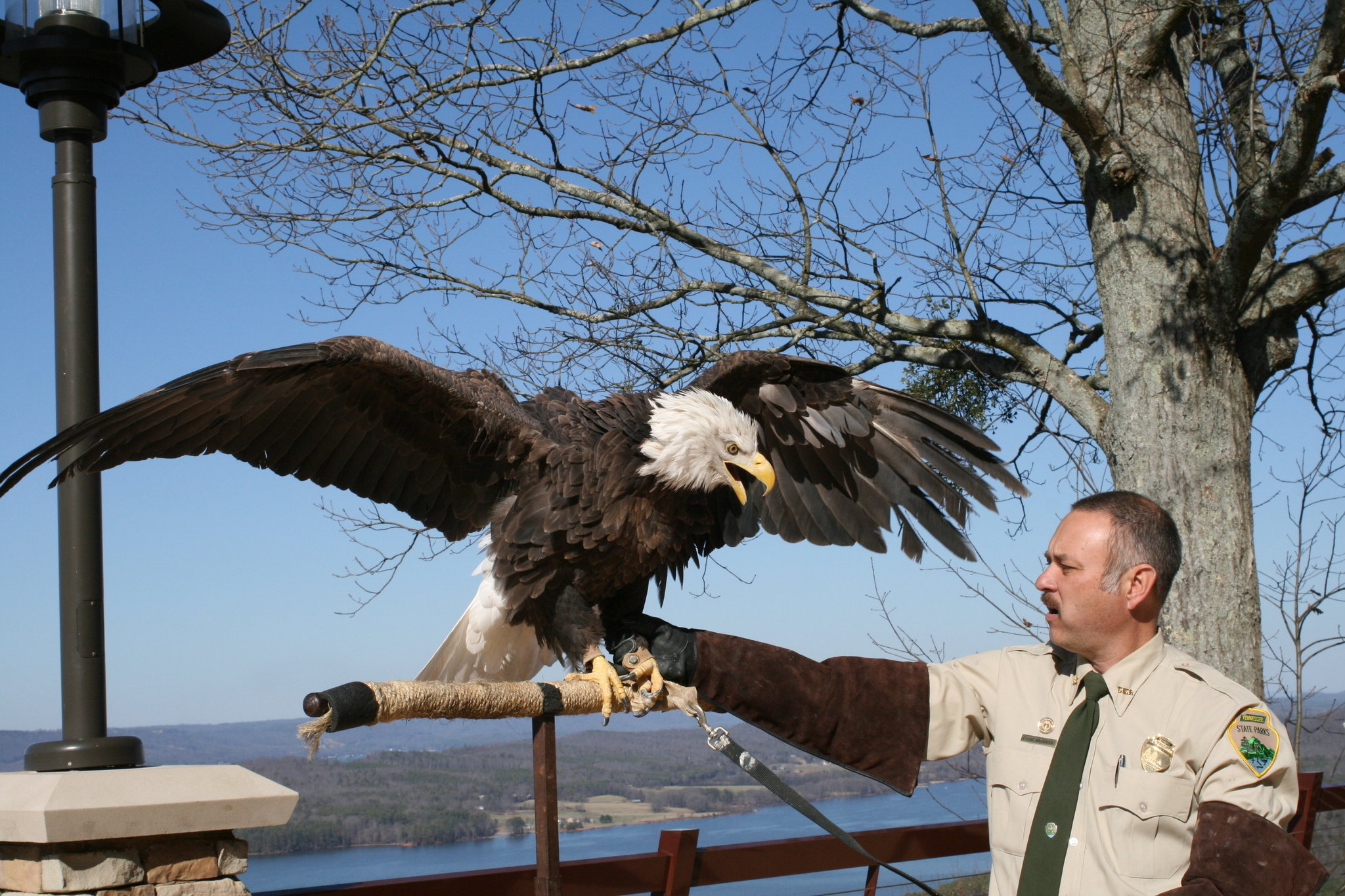 Get up close and personal with a Bald Eagle—tickets available now for Eagle Awareness Weekend