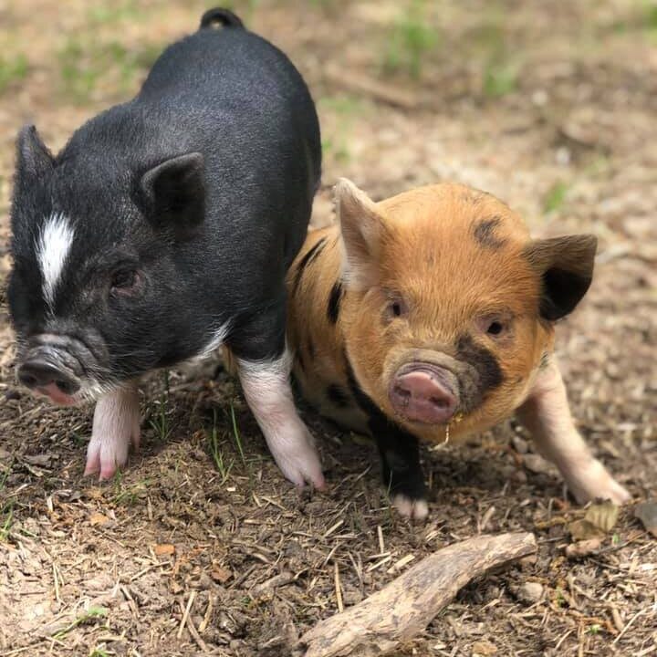 How a chicken changed everything for Judy Snead—founder of Snead's Farmhouse 6 pigs edited How a chicken changed everything for Judy Snead—founder of Snead's Farmhouse