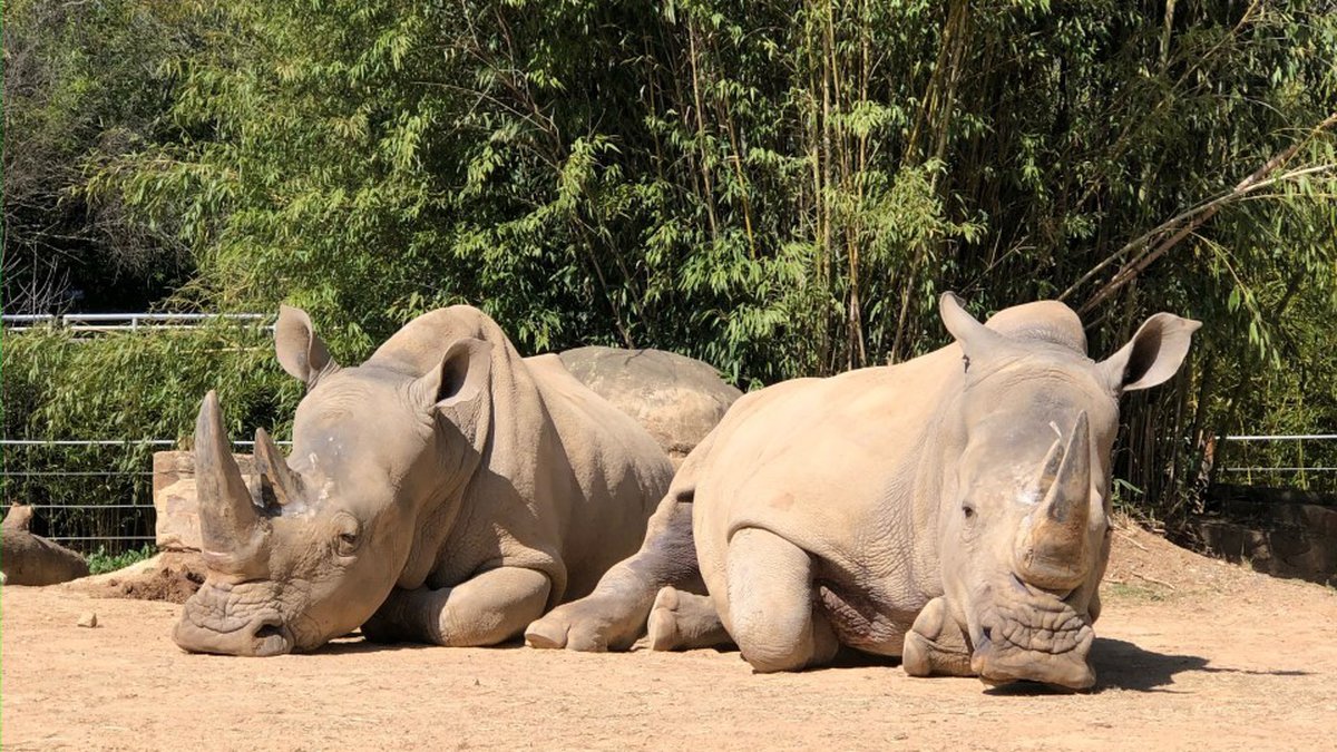 Adored white rhinos at Birmingham Zoo find a new home Adored white rhinos at Birmingham Zoo find a new home