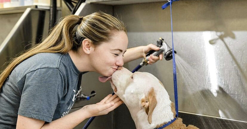 Scenthound pet groomer to open new location on US-280 in February 2022
