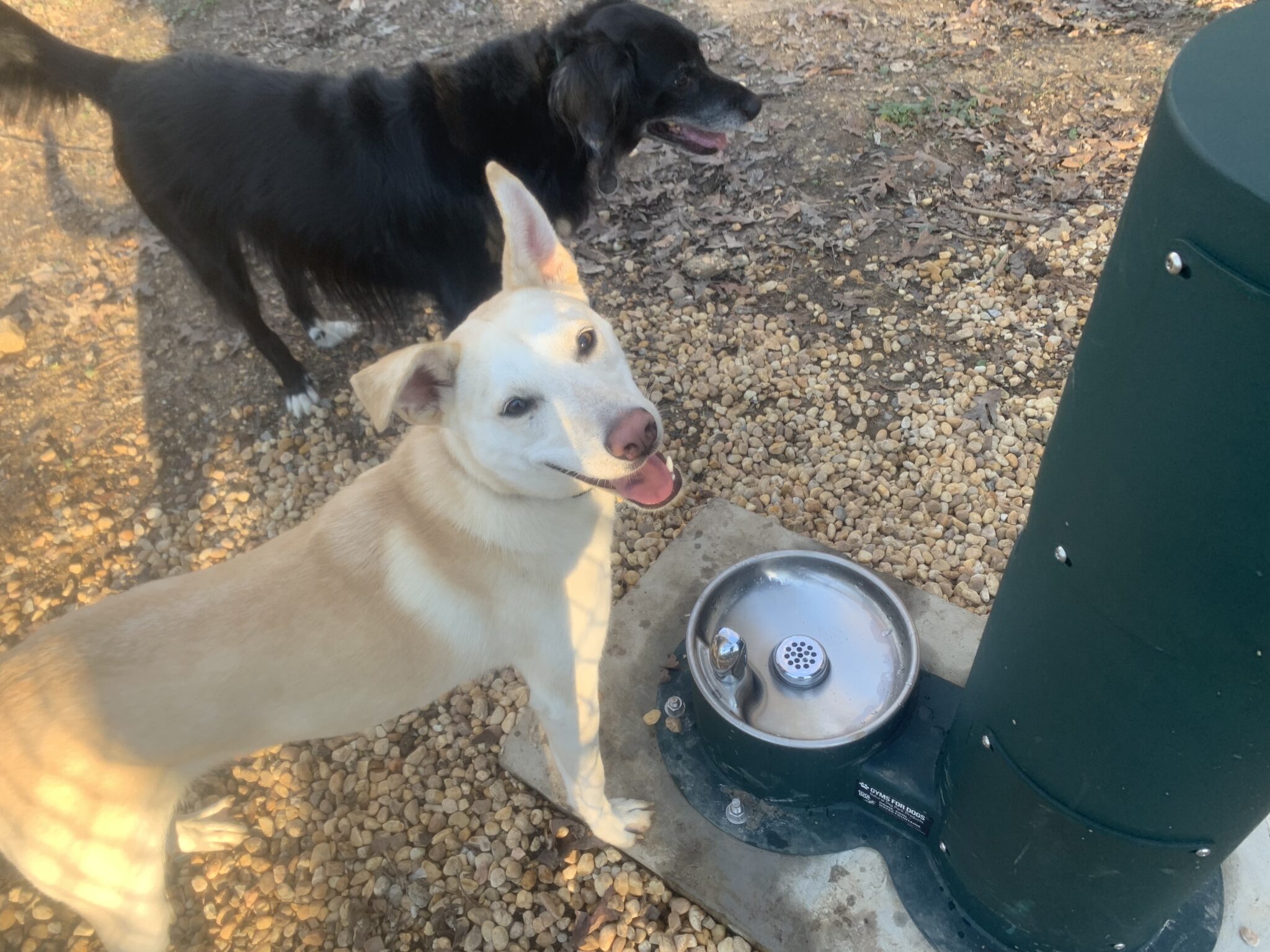 Tuscaloosa Bark In The Park