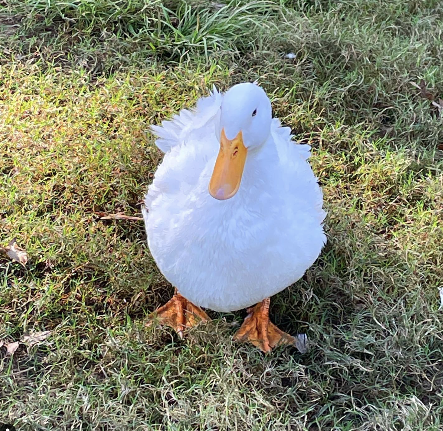 How one local duck farm is making a difference in the LGBTQ+ community 2 A duck at Quacky Feet Farm